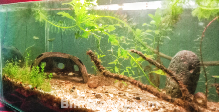 Planted aquarium